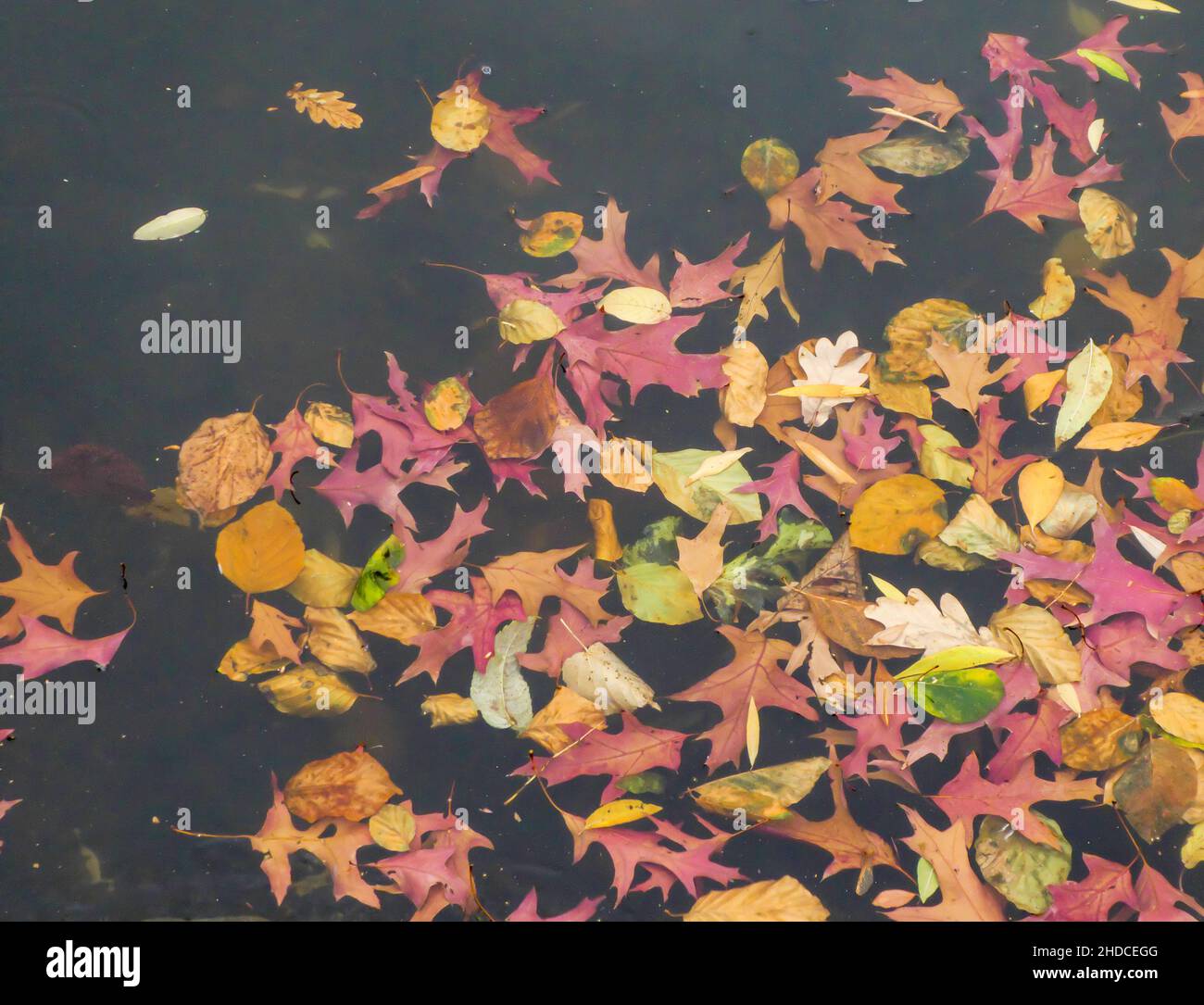 Herbstblätter im Wasser / foglie d'autunno in acqua Foto Stock