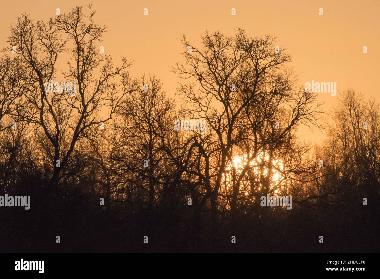 Wintersonne hinter Bäumen / sole invernale dietro gli alberi Foto Stock