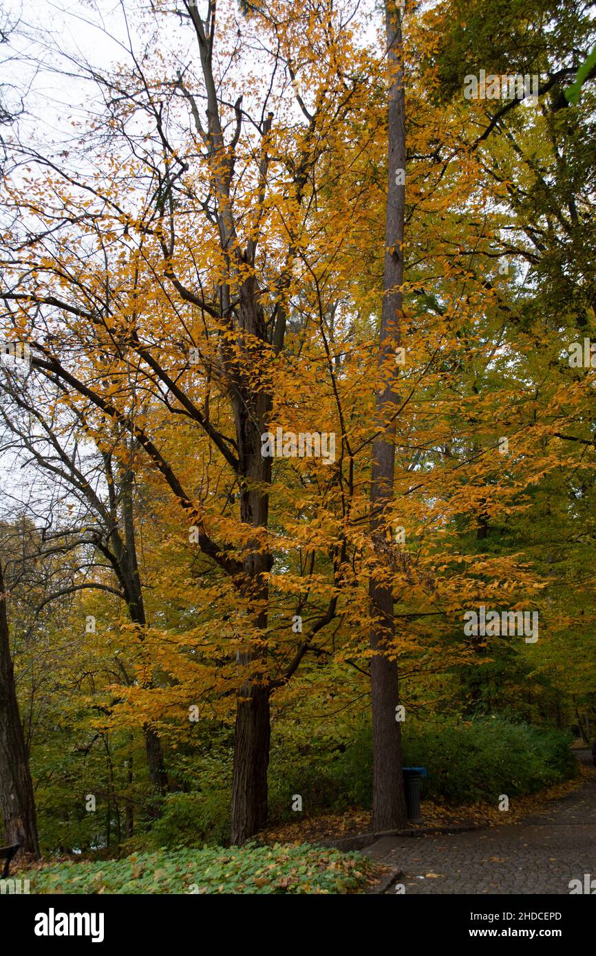 paesaggio autunnale con alberi d'oro Foto Stock