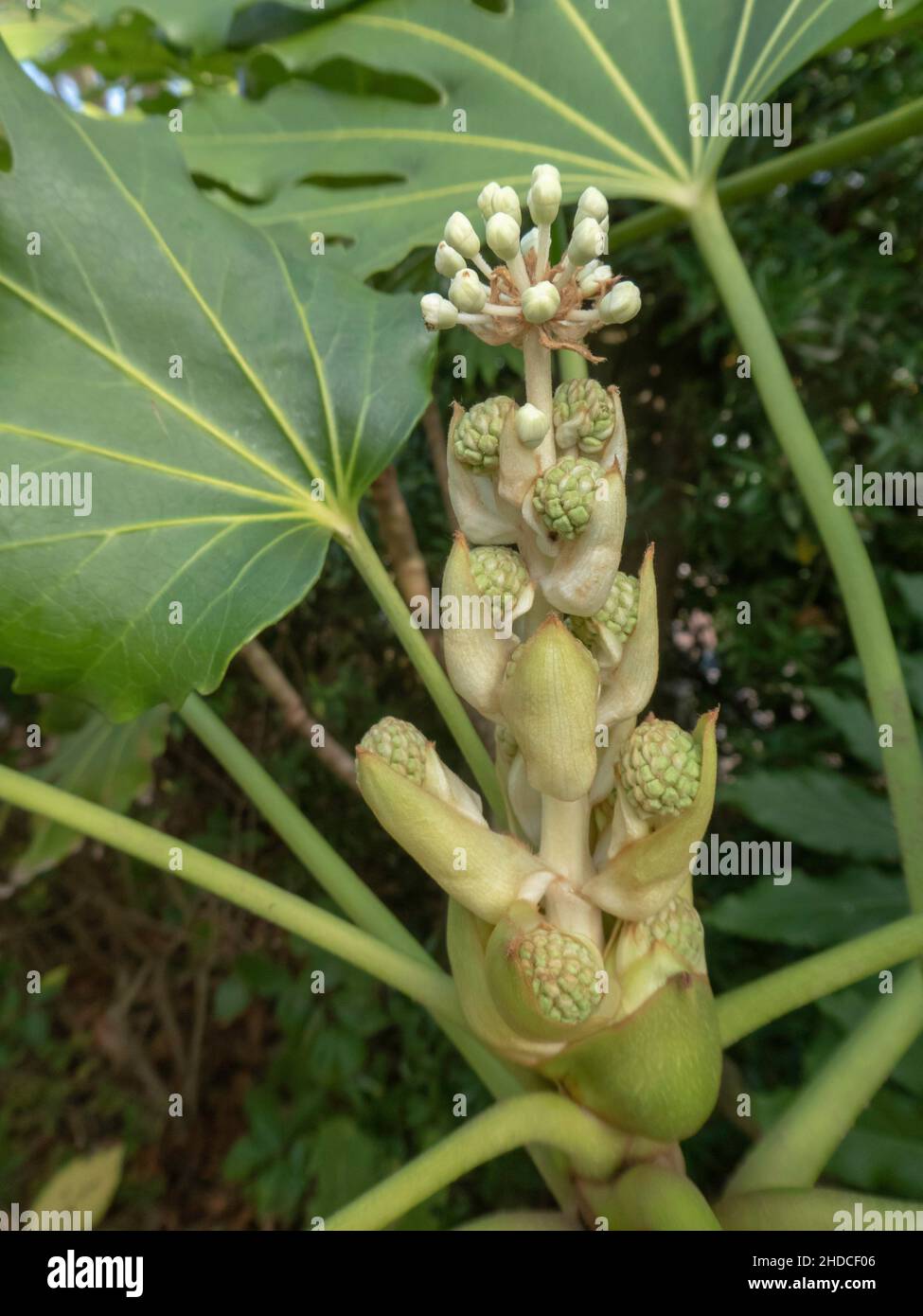 blühender Reispapierbaum auf Helgoland, Tetrapanax papyrifer / pianta di carta di riso da fiore; Tetrapanax papyrifer Foto Stock