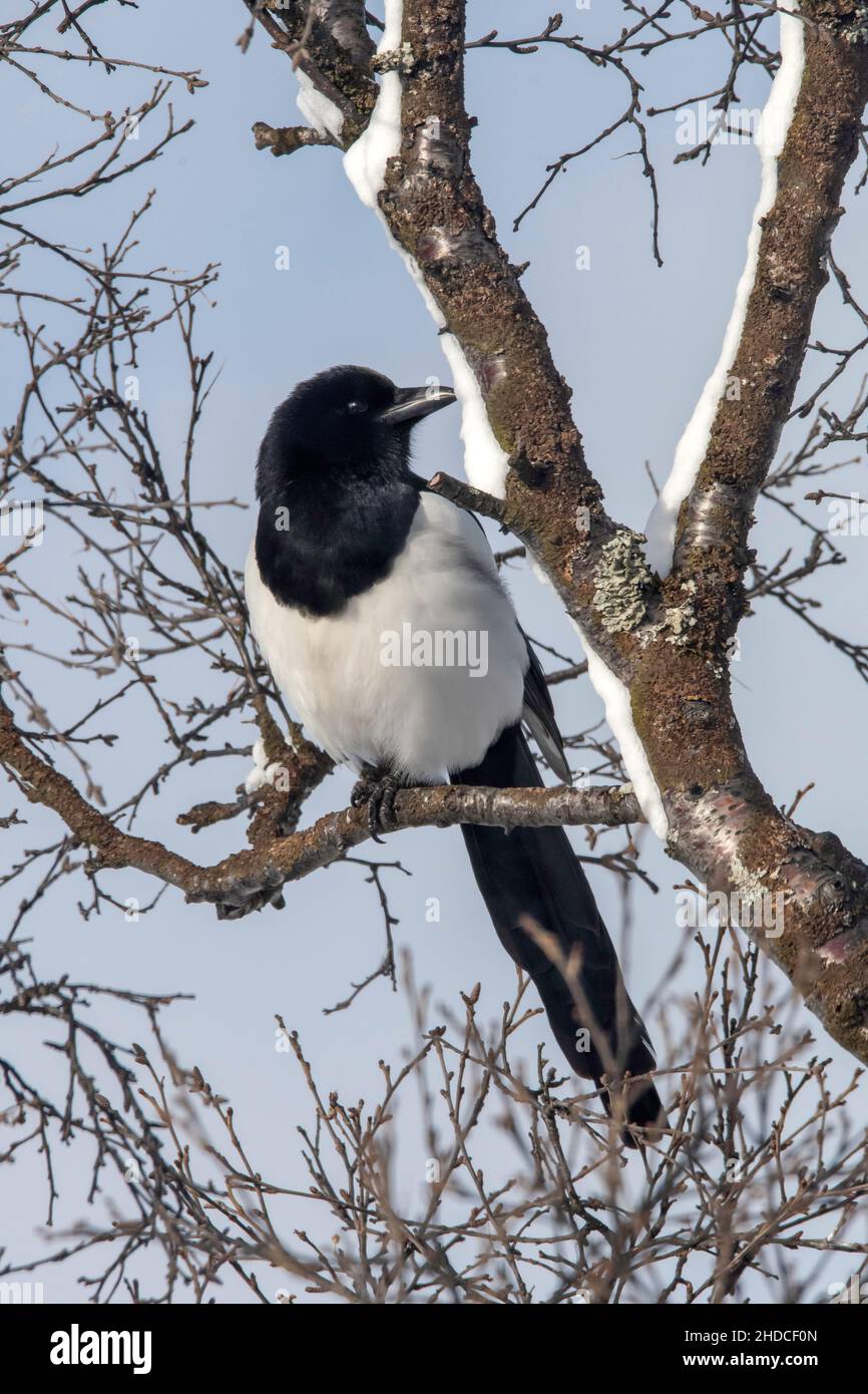 Elster im Winter, Pica pica / Magpie in inverno, Pica pica Foto Stock