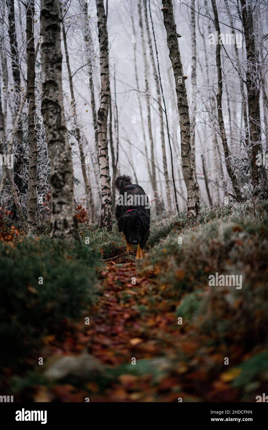 Colpo verticale di un cane peloso nero carino che cammina in una foresta Foto Stock