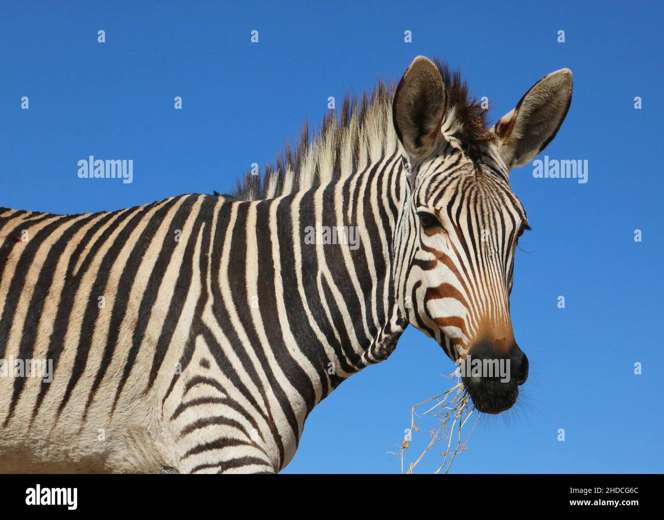 Afrika, Suedafrika, Tiere, Tiere, Hartmann Zebra, (Equus zebra hartmannae, Bergzebra, Ritratto, Foto Stock