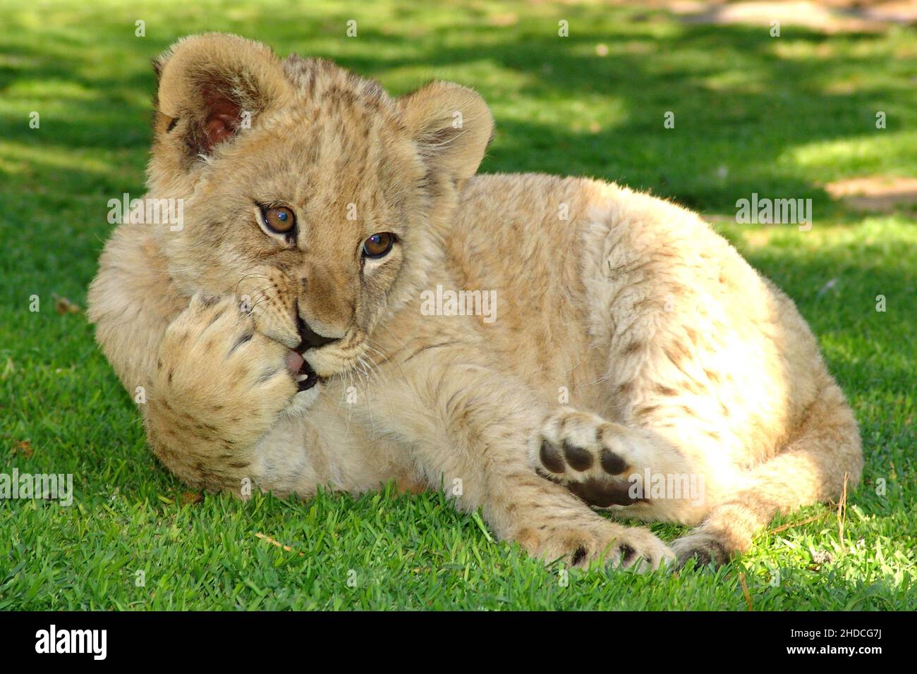 Junger Loewe, Loewenbaby, (Panthera leo), Foto Stock