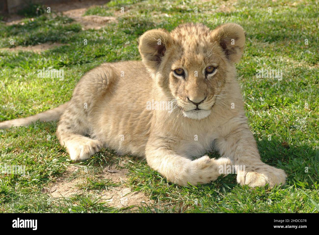 Junger Loewe, Loewenbaby, (Panthera leo), Foto Stock