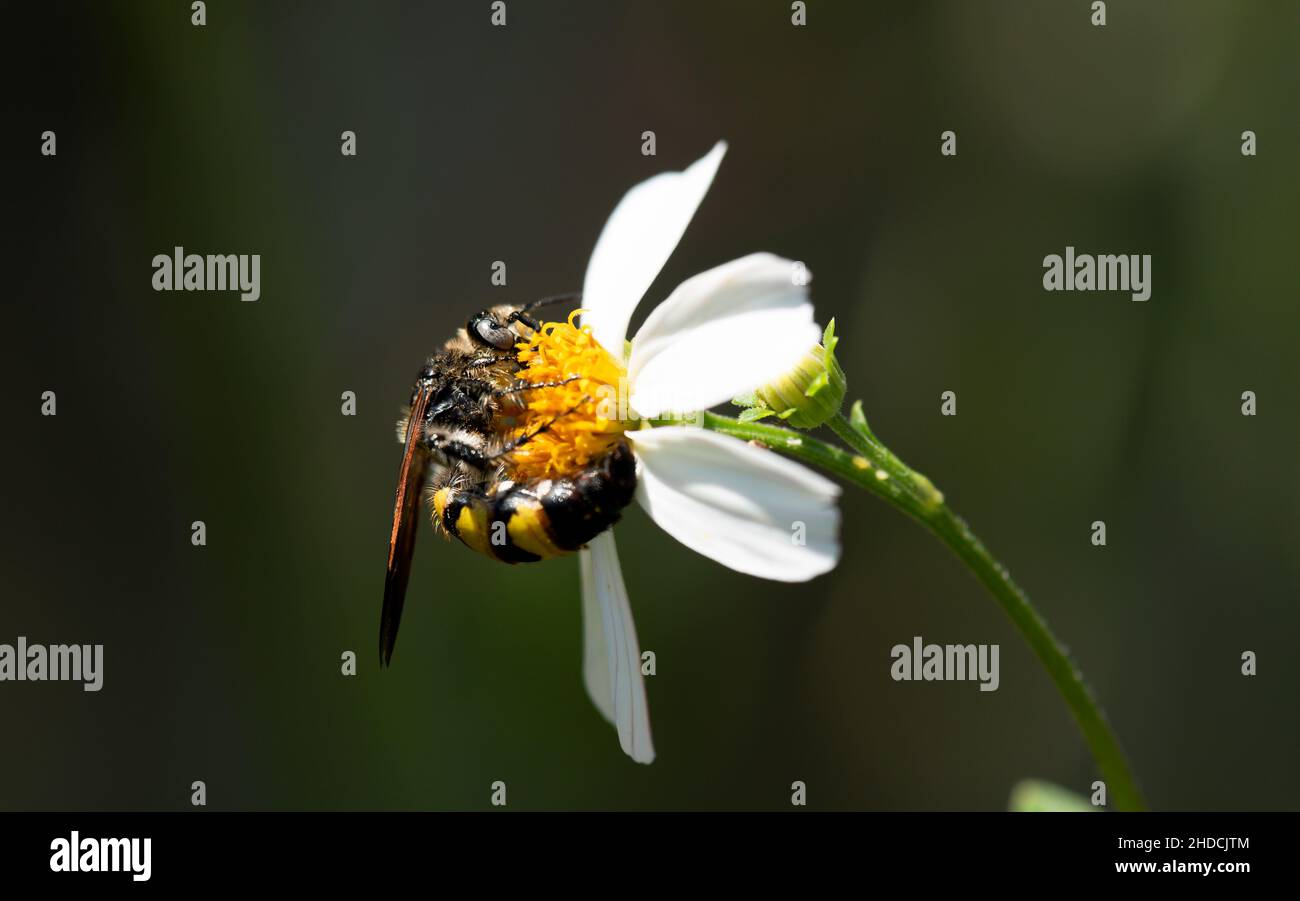 Un colpo macro, vista laterale del corpo intero di una vespa Scoliid che si alimenta sul nettare di un singolo fiore selvatico bianco e giallo Bidens alba Florida. Foto Stock