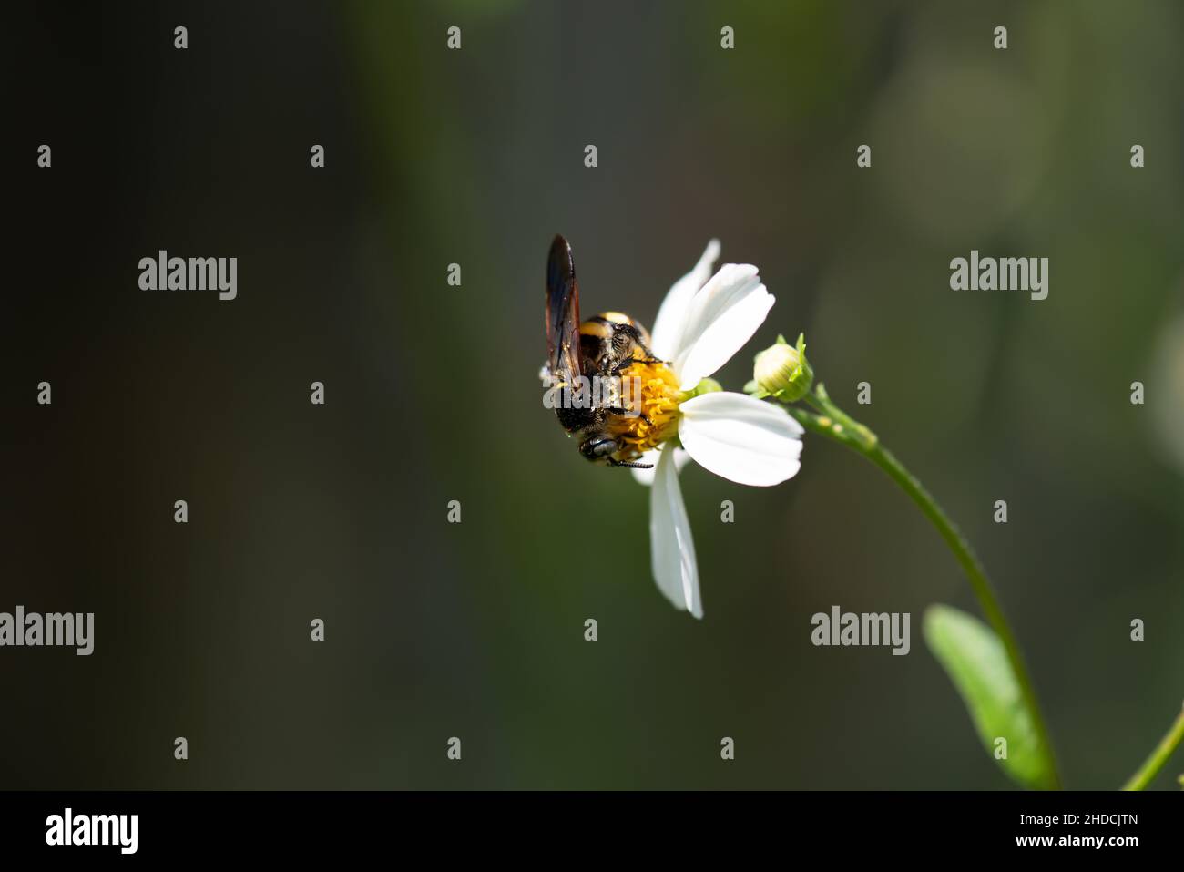 Un macro colpo della testa e delle spalle e delle ali di una vespa Scoliid che si alimenta sul nettare di un singolo fiore selvatico bianco e giallo Bidens alba Florida. Foto Stock
