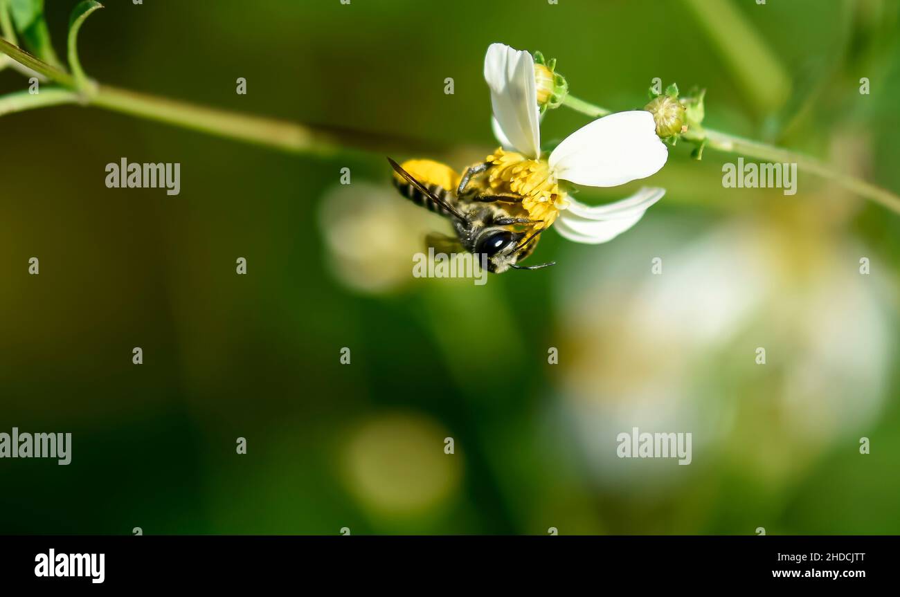 Una testa su macrofotografia di un'ape che si alimenta sul nettare di un singolo fiore selvatico bianco e giallo di Bidens alba Florida. Foto Stock
