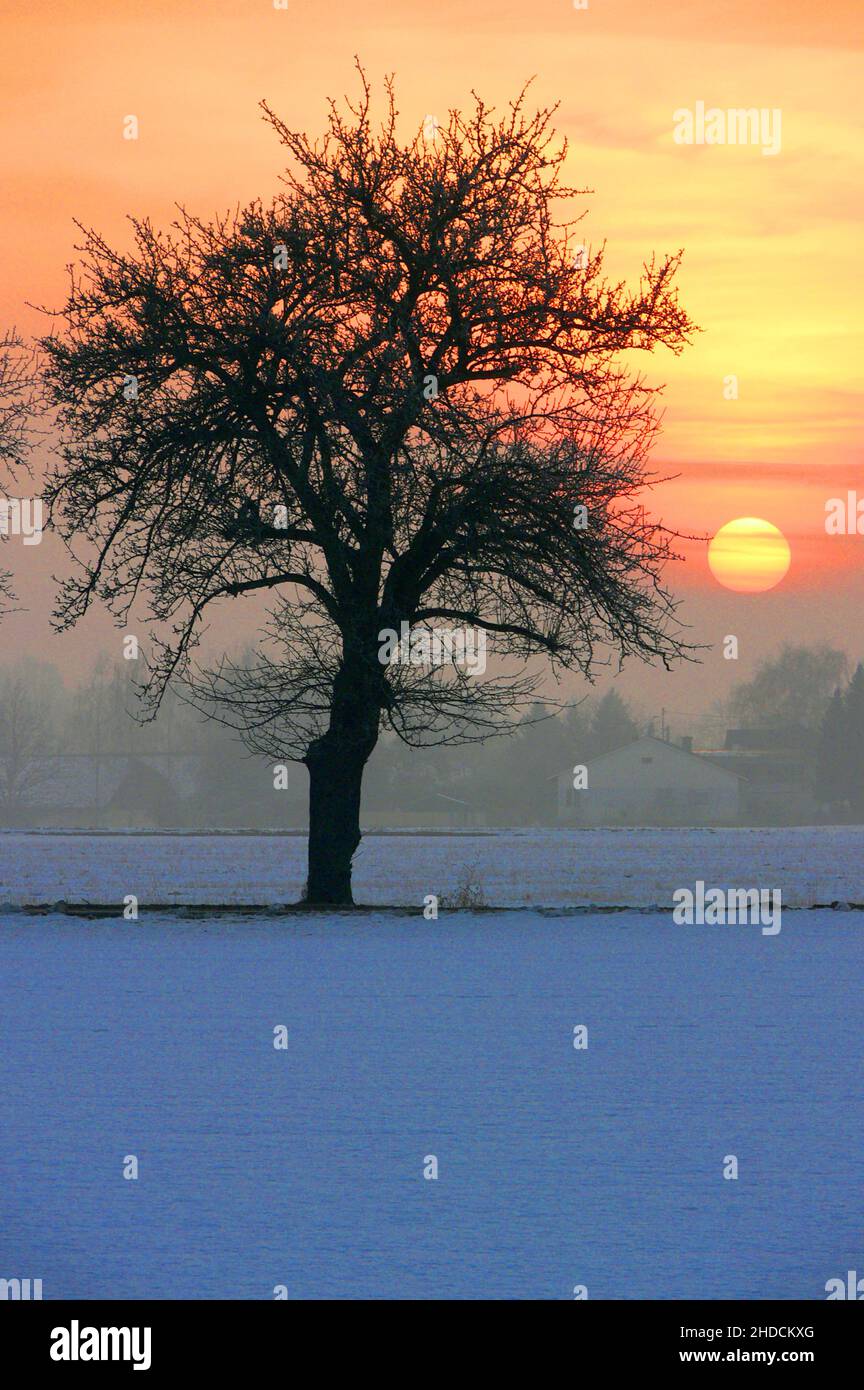 Baum vor untergehender Wintersonne, Foto Stock