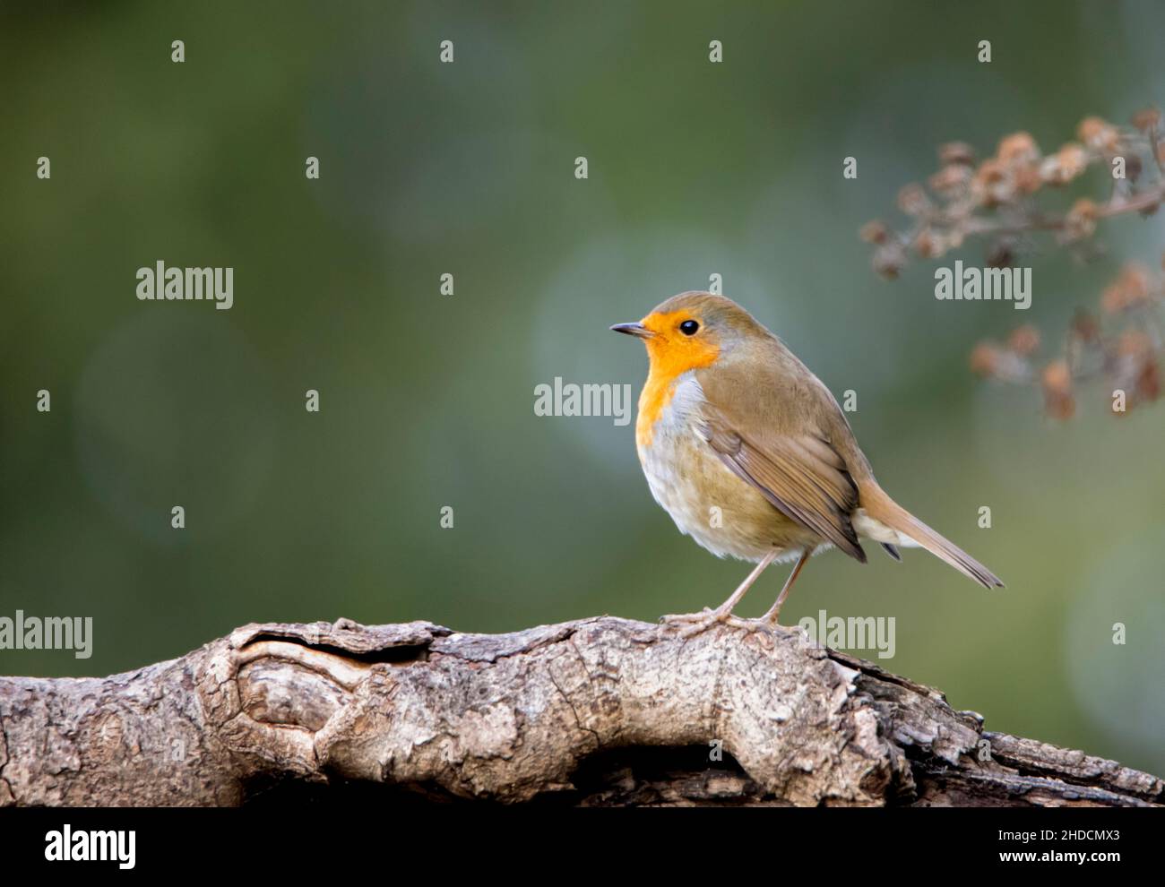 Robin europeo, arroccato in un giardino nel Bedfordshire, Regno Unito, inverno 2021 Foto Stock