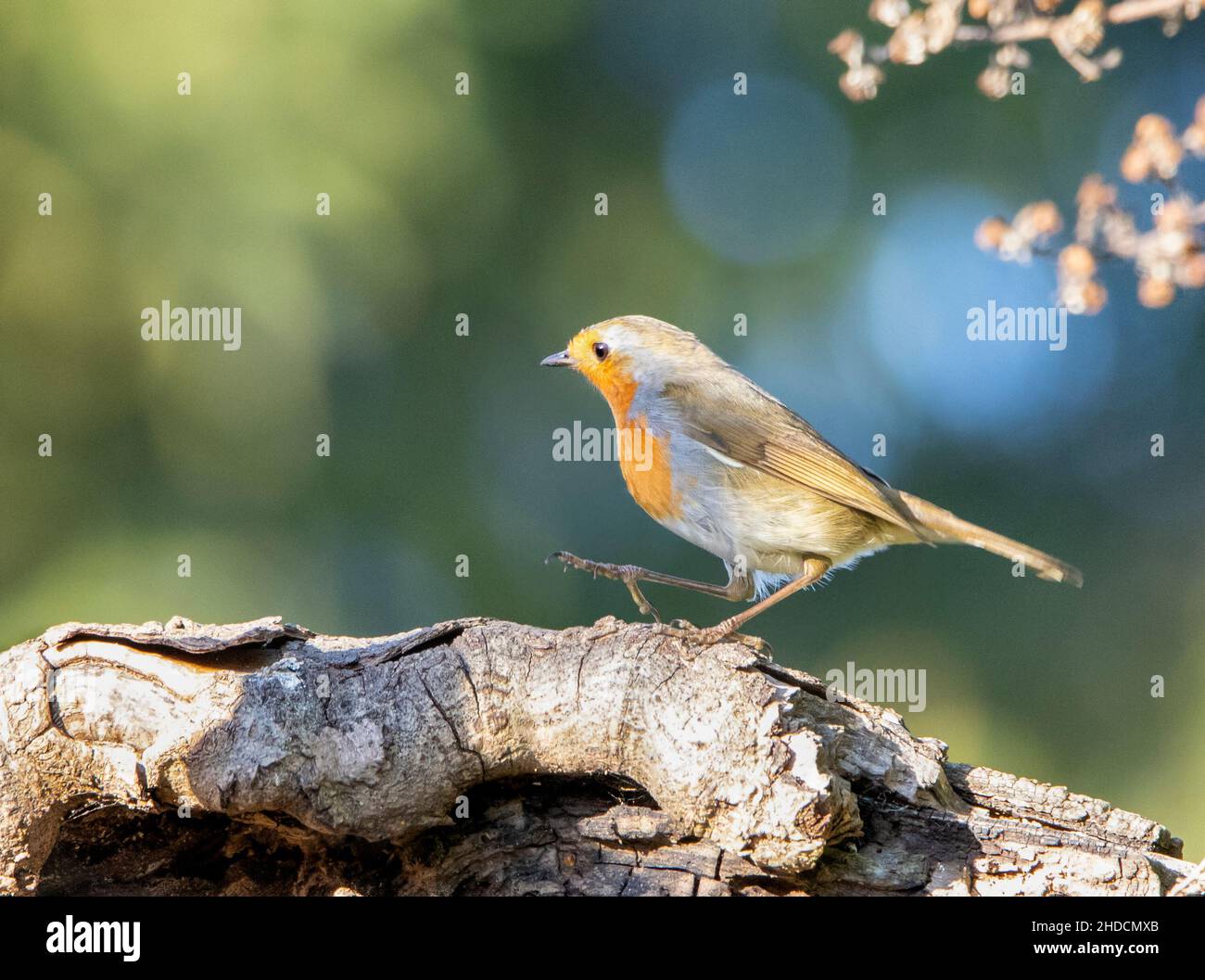 Robin europeo, arroccato in un giardino britannico, Inverno 2021 Foto Stock