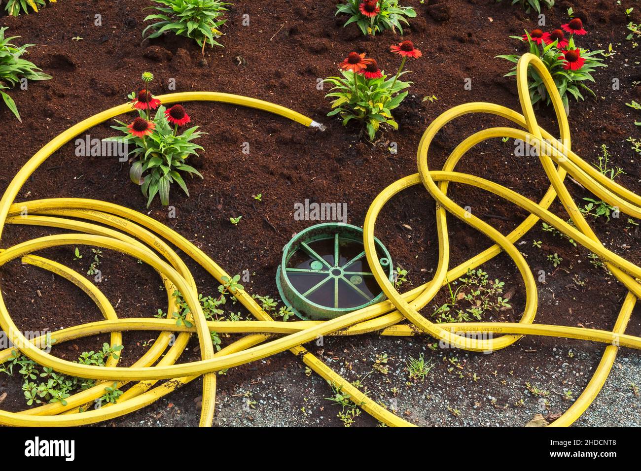 Tubo di irrigazione giallo in gomma a spirale in letto di Echinacea rossa - Coneflowers. Foto Stock