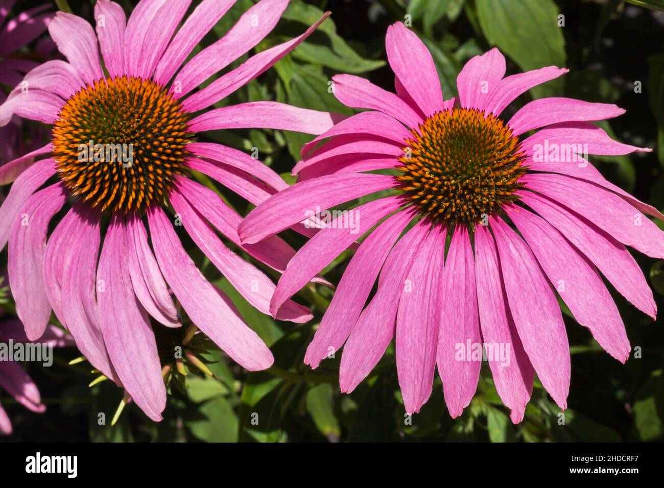 Echinacea purpurea - Coneflowers in estate. Foto Stock