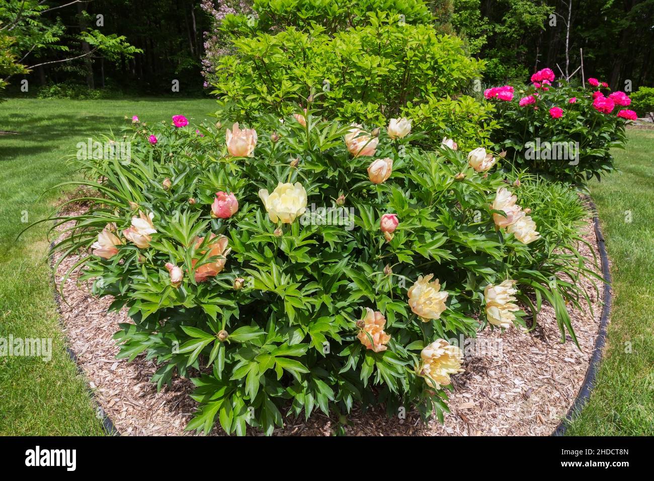 Paeonia 'Enduring Rainbow' - Arbusto di pietra ibrida Itoh nel bordo del pacciame nel giardino del cortile. Foto Stock
