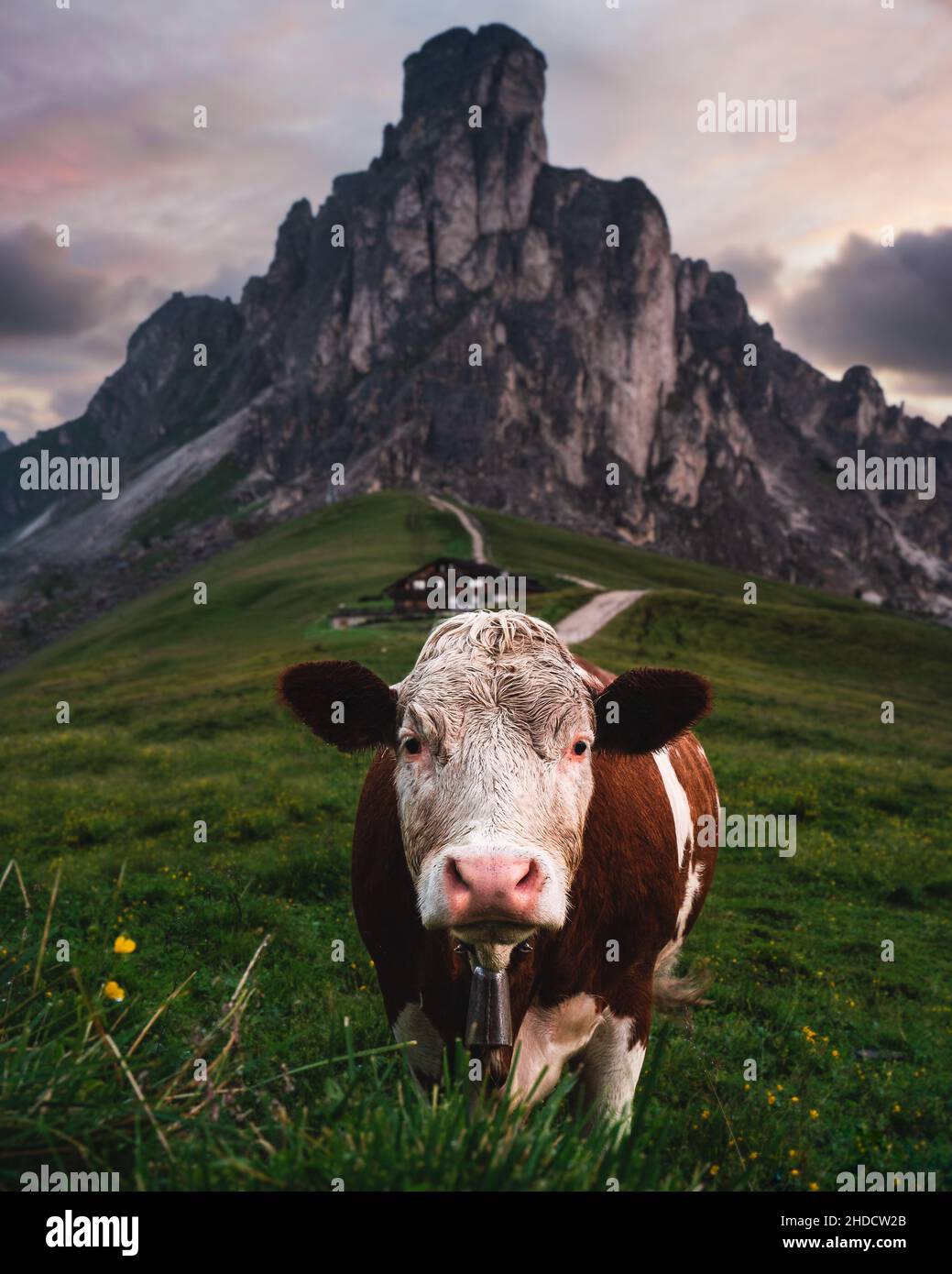 Colpo verticale di una mucca in Giau Pass Colle Italia Foto Stock