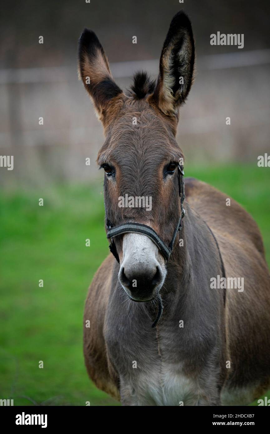 Primo piano di un asino in fattoria con sfondo sfocato Foto Stock