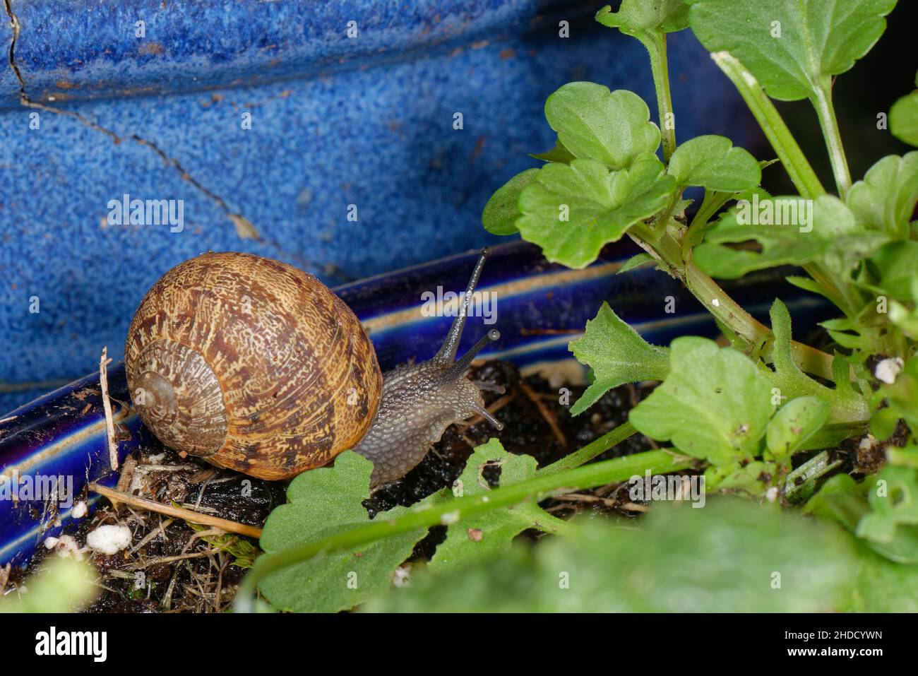 Lumaca giardino (Corru aspersum) strisciando sul terreno in un vaso di fiori, avvicinandosi Lobelia piante su un patio giardino di notte, Wiltshire, Regno Unito, ottobre. Foto Stock