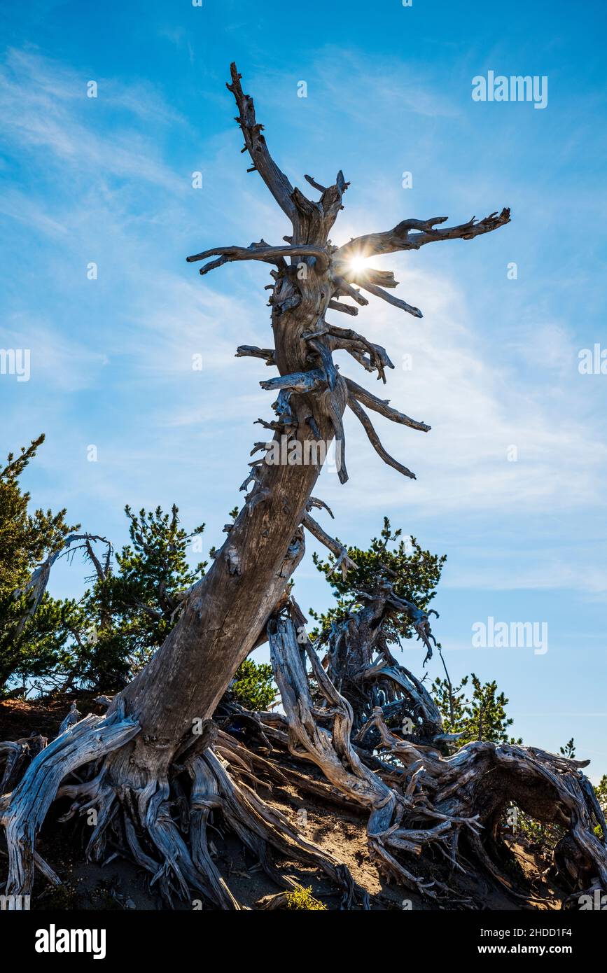 Tronco di pino antico, cratere Lake National Park, Cascade Mountains, Oregon orientale, USA Foto Stock