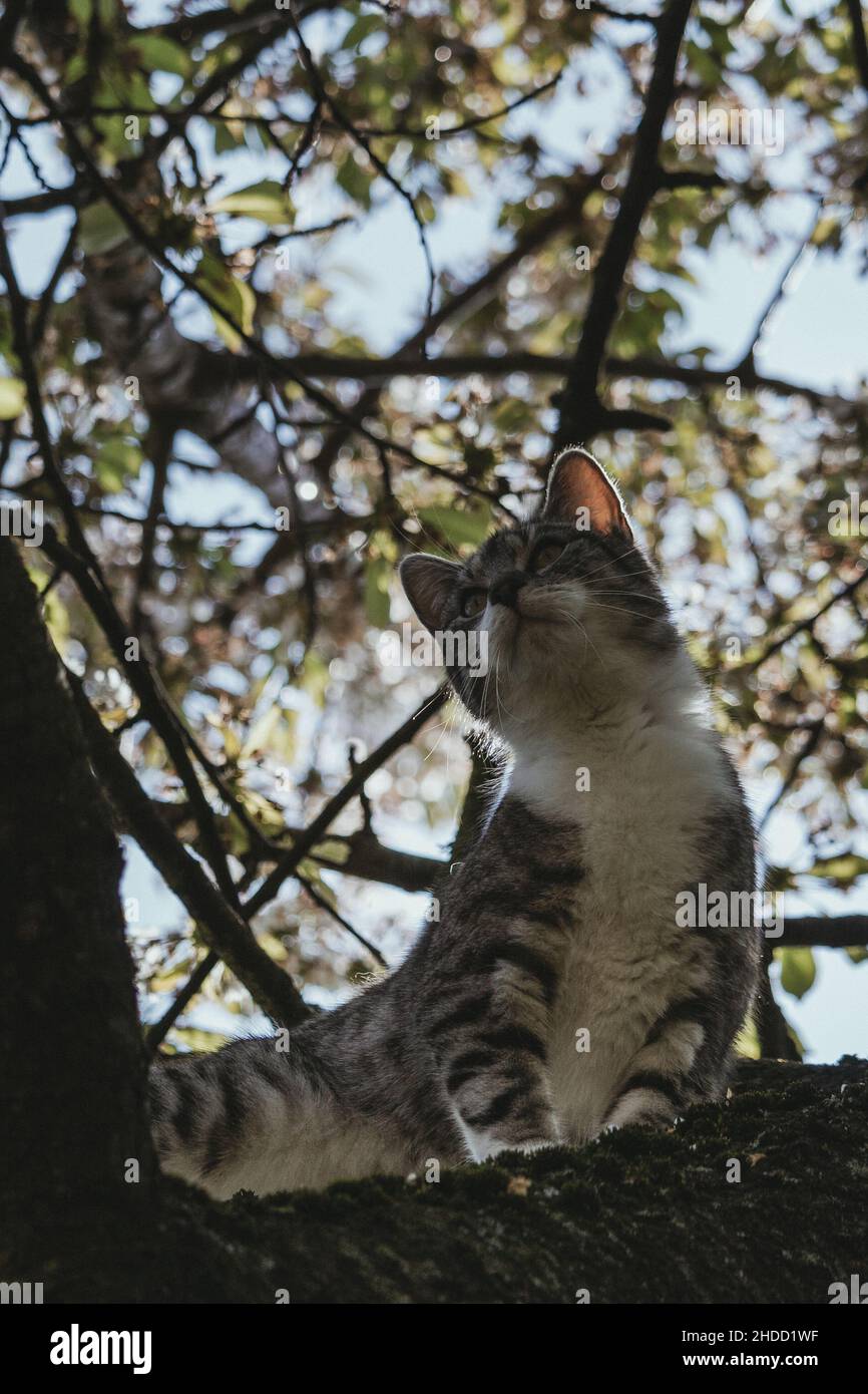 Un giovane gatto domestico in cerca di preda in un albero d'autunno Foto Stock