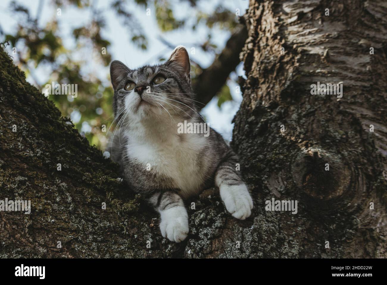 Un giovane gatto selvatico che si agghiera in un albero estivo al tramonto Foto Stock