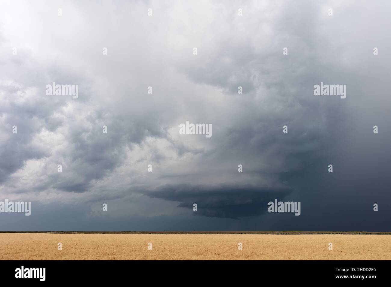 Paesaggio pianeggiante con una tempesta di superscelle su un campo di grano vicino a Dodge City, Kansas Foto Stock