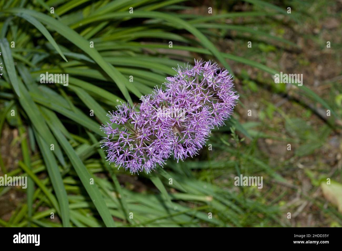 Allium ornamentale in un giardino a East Falls, Philadelphia, Pennsylvania Foto Stock