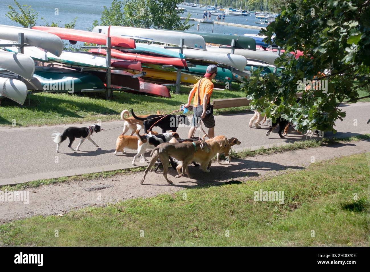 I camminatori del cane del lago Harriet con almeno otto cani ben comportati. Minneapolis Minnesota, Stati Uniti Foto Stock