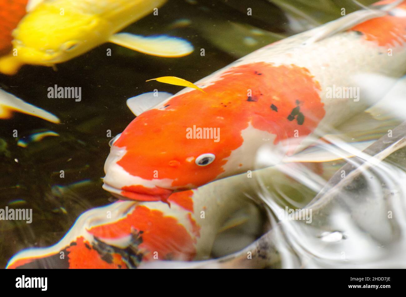 Laghetto pieno di pesci carpa o pesci koi al santuario di ISE Jingu ad ISE, Giappone. Foto Stock