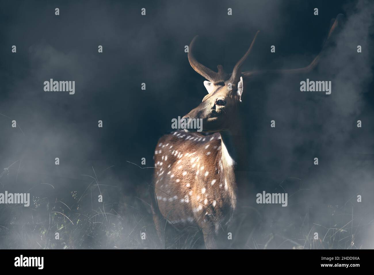 Primo piano di un cervo che guarda da parte con la luce del sole che cade sul suo volto circondato da fumo e oscurità Foto Stock