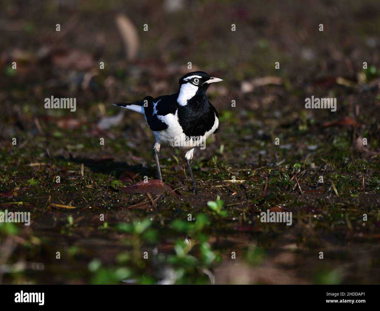 Magpie-lark in piedi nella sporcizia vicino ad un lago in Queensland, Australia. Foto Stock