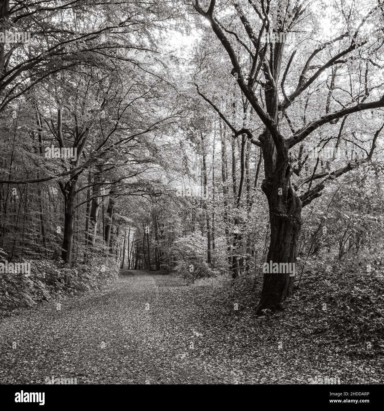 Sentiero con molte foglie e un grande albero con rami bianchi in bianco e nero Foto Stock