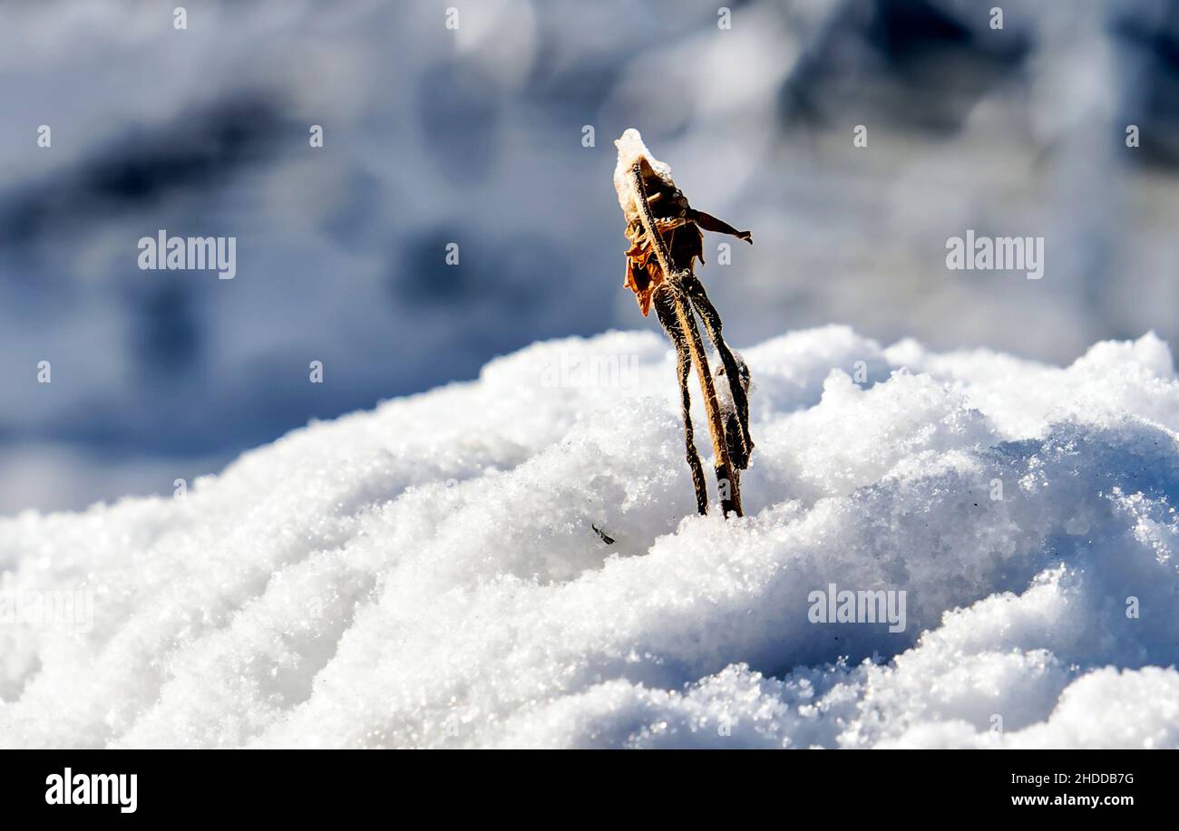 Un ramoscello smale fuoriesce da una deriva di neve Foto Stock