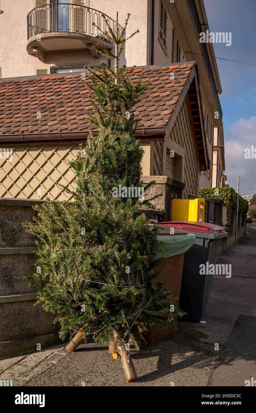 Abbandonati alberi di Natale in strada accanto spazzatura bin dopo le vacanze. Concetto di ecologia, rifiuti e ambiente. Foto Stock