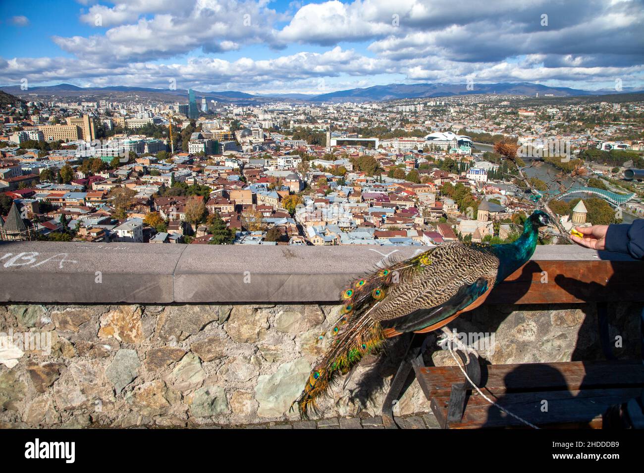 Tbilisi, Georgia - 11-12-2016:Tbilisi vista della città e un pavone Foto Stock