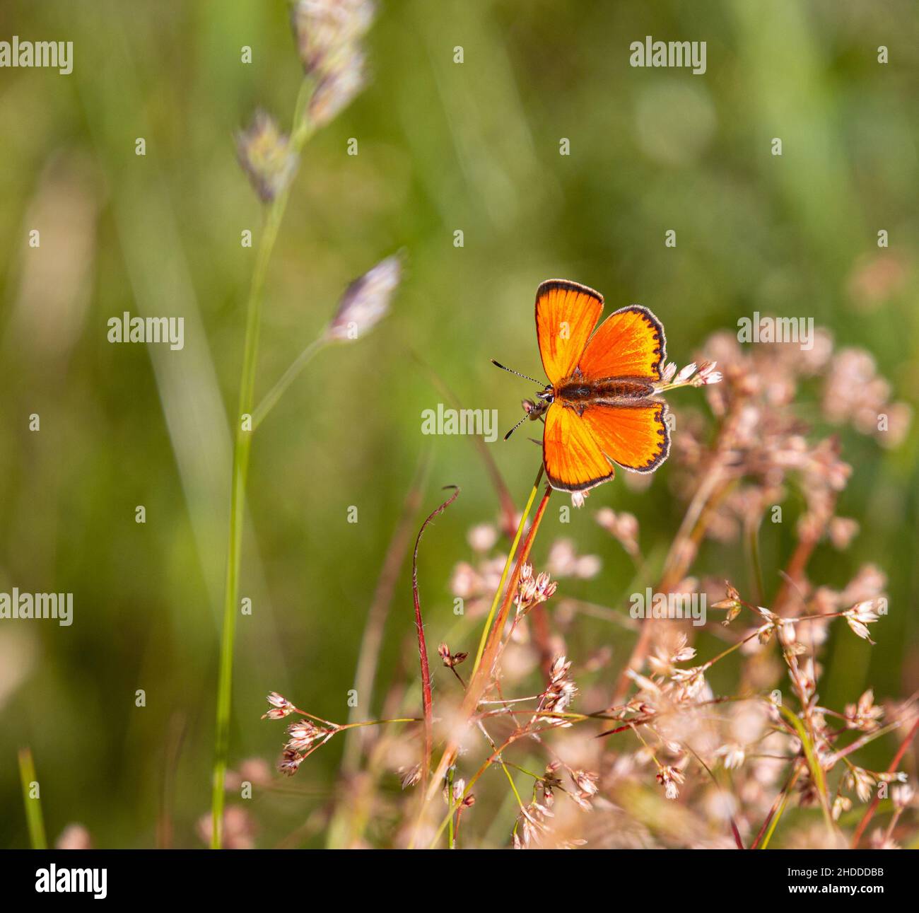 Farfalla di rame malevola maschile (Lycaena virgaureae) sulla margherita (leuchanthemum) fiore in prato di montagna di Pfossental (Naturpark Texelgruppe) Schnals Süd Foto Stock