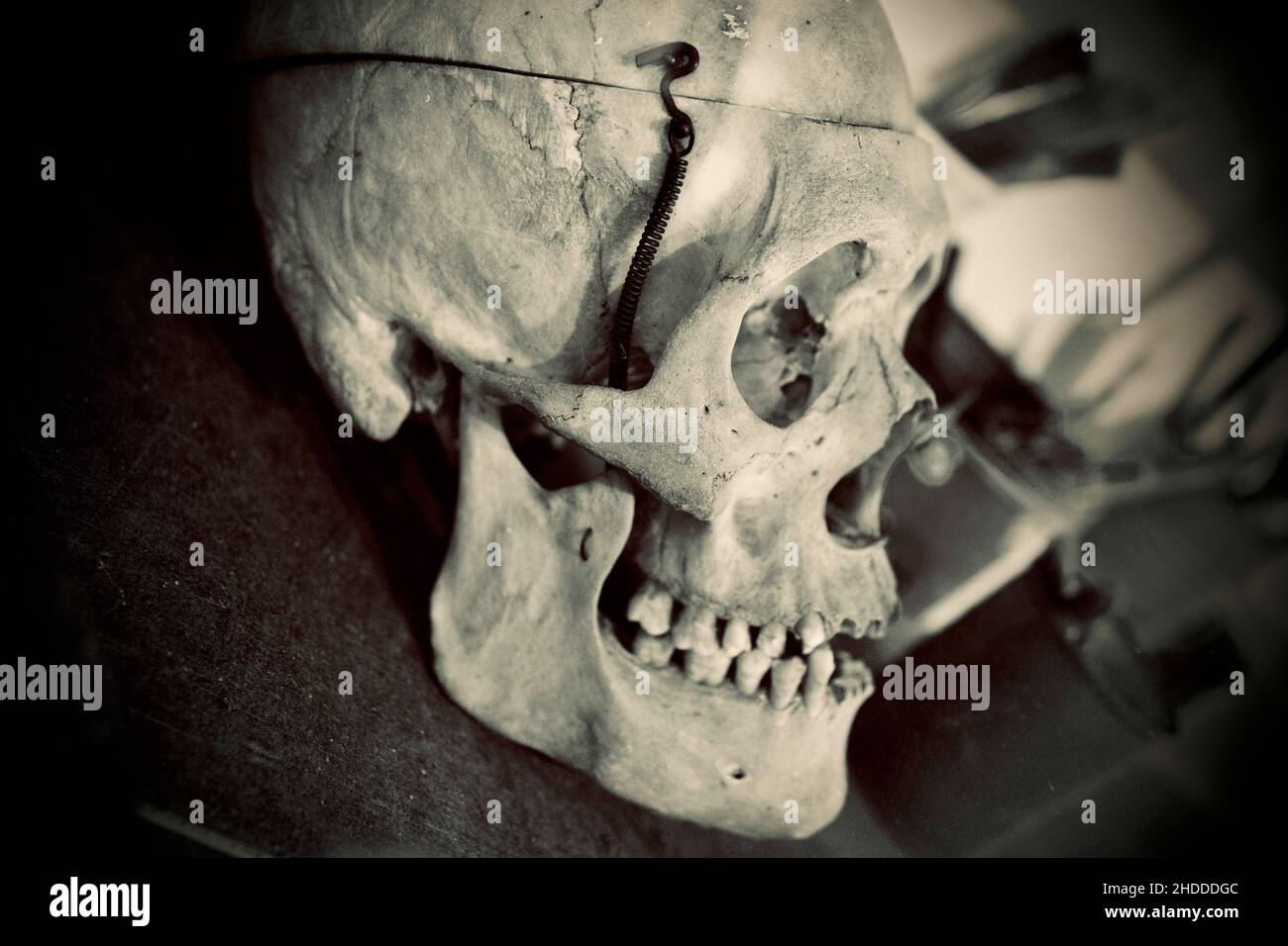 Cranio umano nello studio di Jackson Pollack a East Hampton Foto Stock