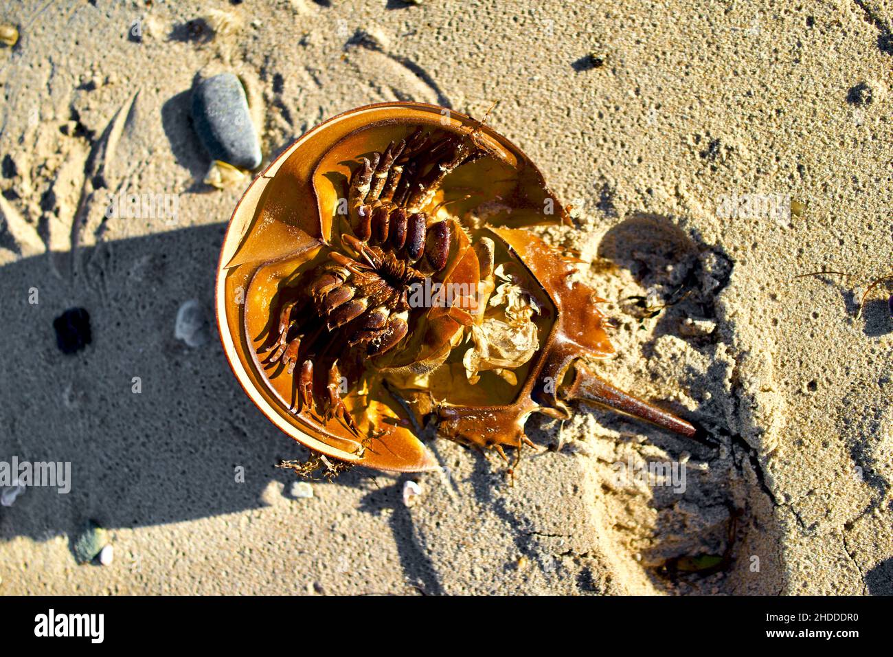 Dead Atlantic Horseshoe Crab si è lavato sulla costa della spiaggia Foto Stock