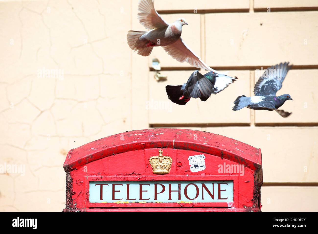 Piccioni su una vecchia scatola telefonica rossa nel centro di Belfast. Questa icona britannica era una volta il modo migliore per comunicare e ora sono rare in tutto il Regno Unito Foto Stock