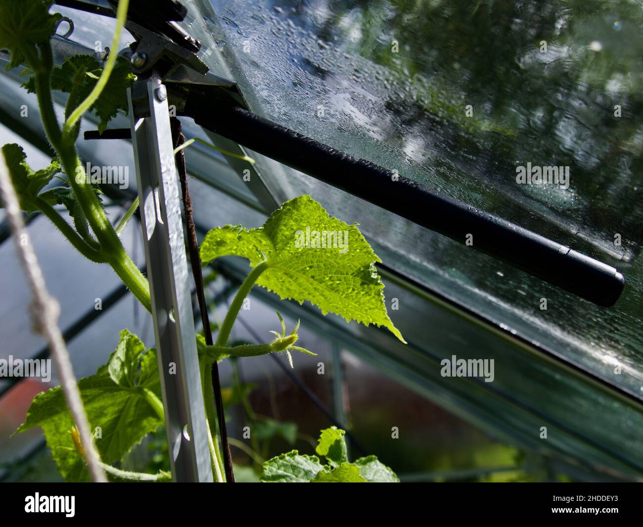 La crescita e la fioritura dei cetrioli di serra Foto Stock