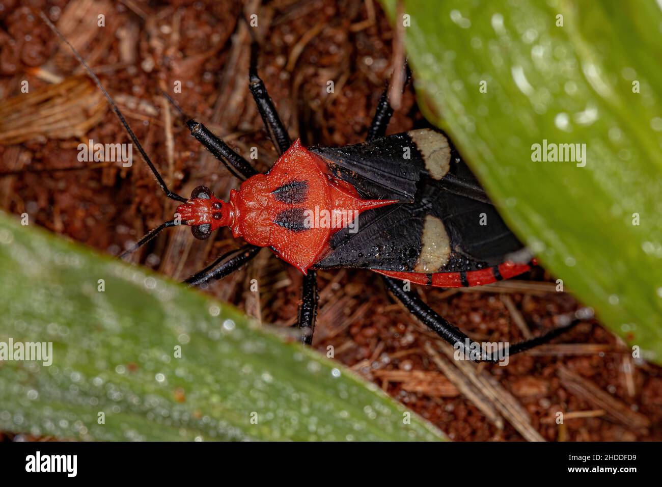 Assassin Bug adulto della specie Neivacoris steini Foto Stock