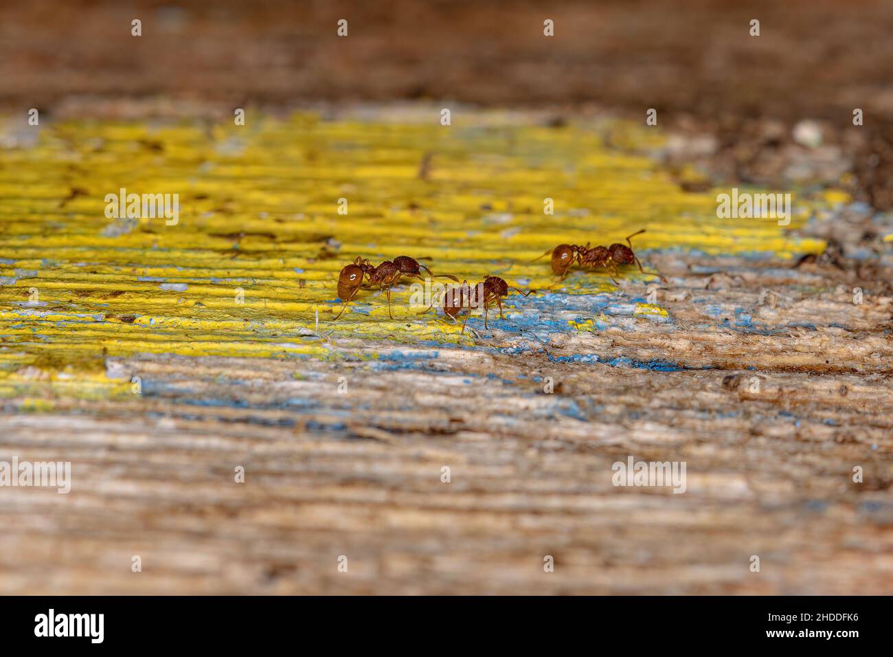 Antici di Myrmicine superiori adulti del genere Wasmannia Foto Stock