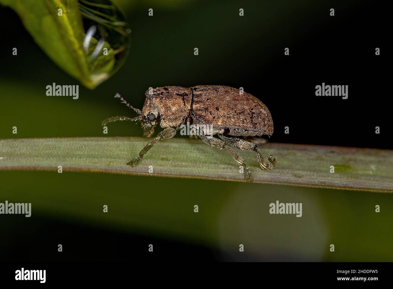Piccolo coleottero adulto dell'ordine coleoptera Foto Stock