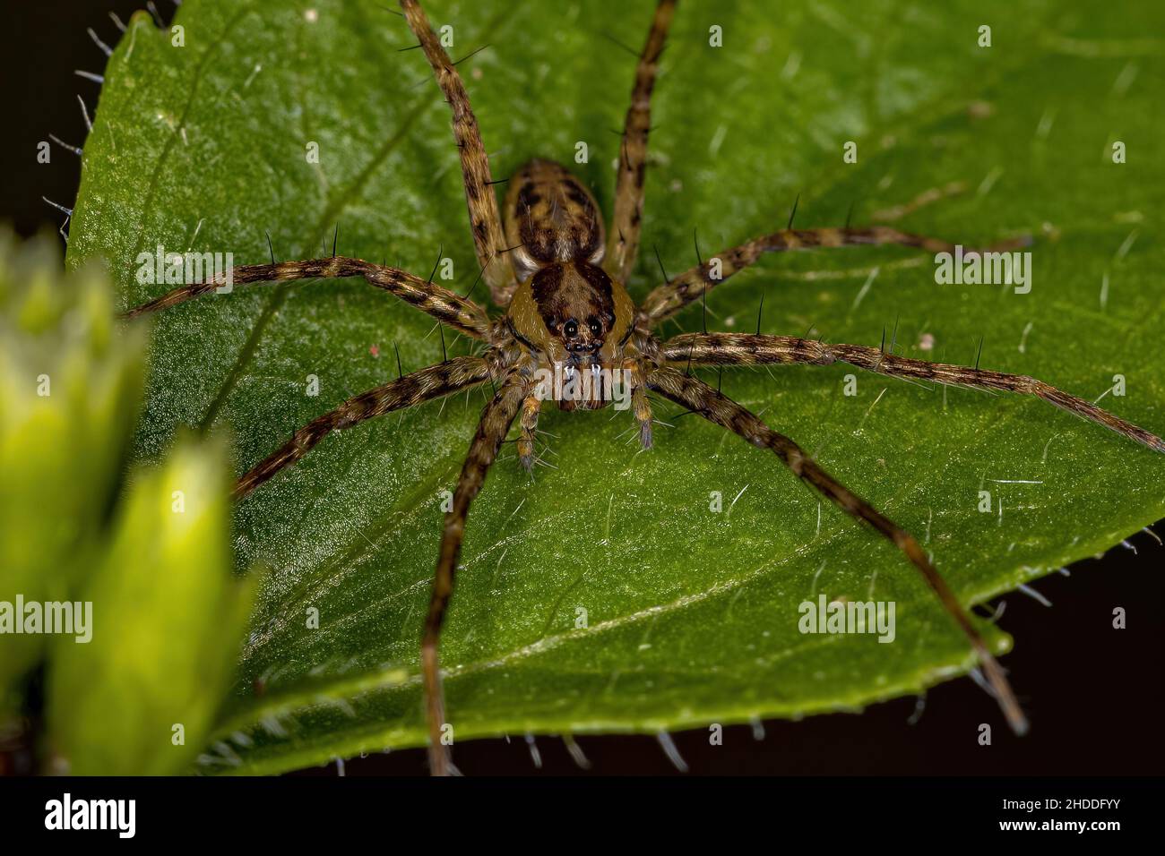 Adult Female Nursery Web Spider della famiglia Pisauridae Foto Stock