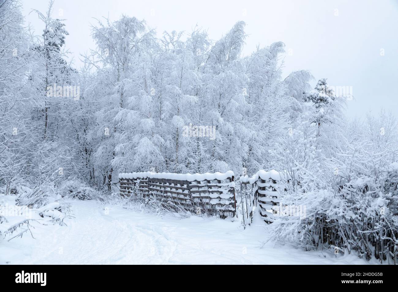 Foresta innevata, fiabesca, intorno alla foresta c'è un vecchio recinto di legno nella neve. Foto Stock