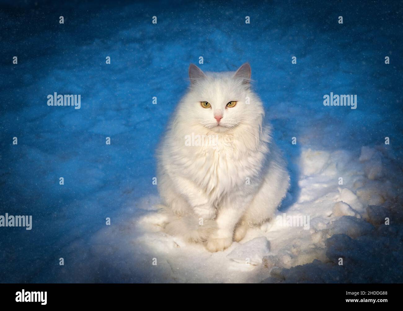 Il gatto bianco soffice siede di sera sulla neve in un fascio di luce. Foto Stock