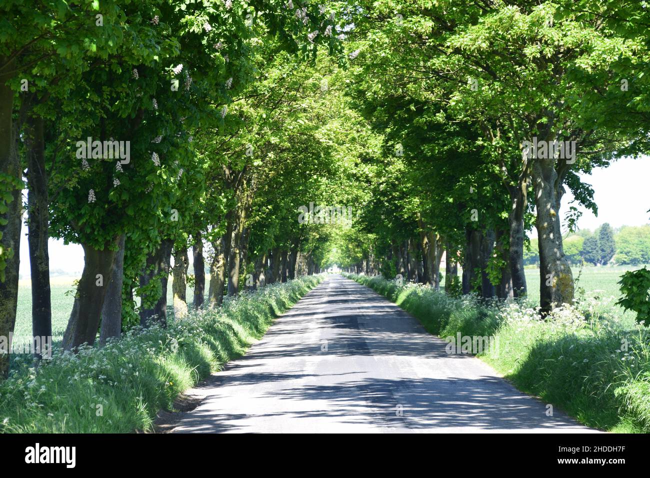 Lunga strada di campagna rettilinea in estate Foto Stock