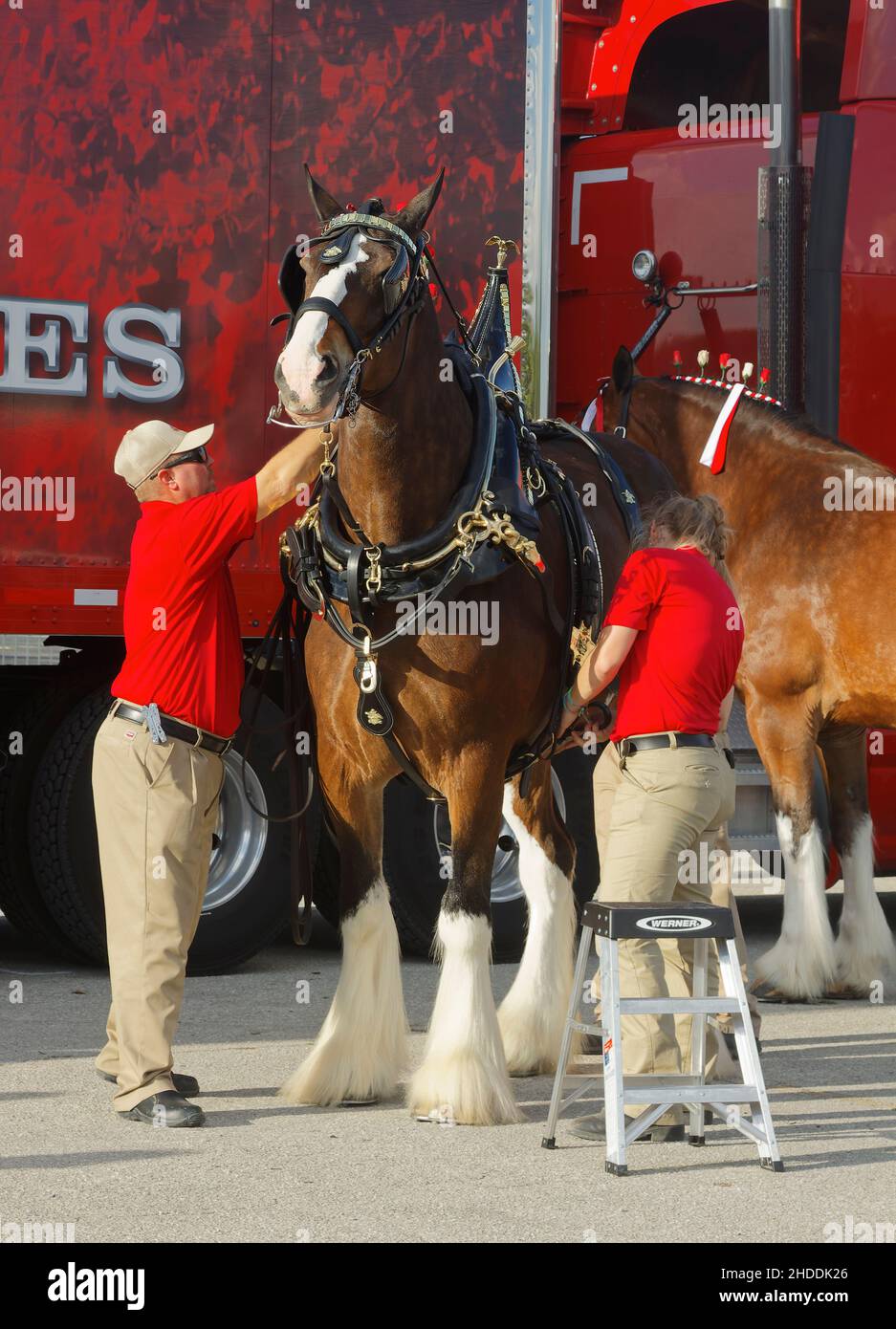 Cavalli Clydesdale in piedi accanto a camion di trasporto rosso, cinque rose in cravatta intrecciata mane, 2 handlers aggiungere zaino decorativo, Budweiser Brewery promozione, eq Foto Stock