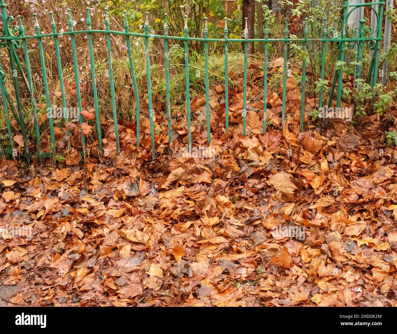Un mucchio di foglie cadute, marroni e bagnate, deviate contro ringhiere di recinzione. Inghilterra, autunno Foto Stock