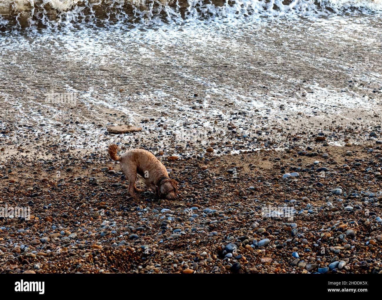 Un cane cockapoo che gioca in acqua, Thorpness Beach, ciottoli, Suffolk, Inghilterra Foto Stock