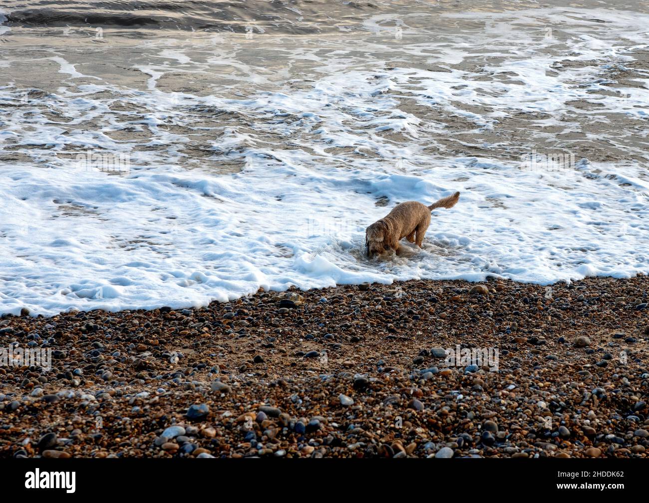Cockapoo cane che si spruzza nelle onde sulla spiaggia a Thorpness, Suffolk, Inghilterra come si gioca Foto Stock